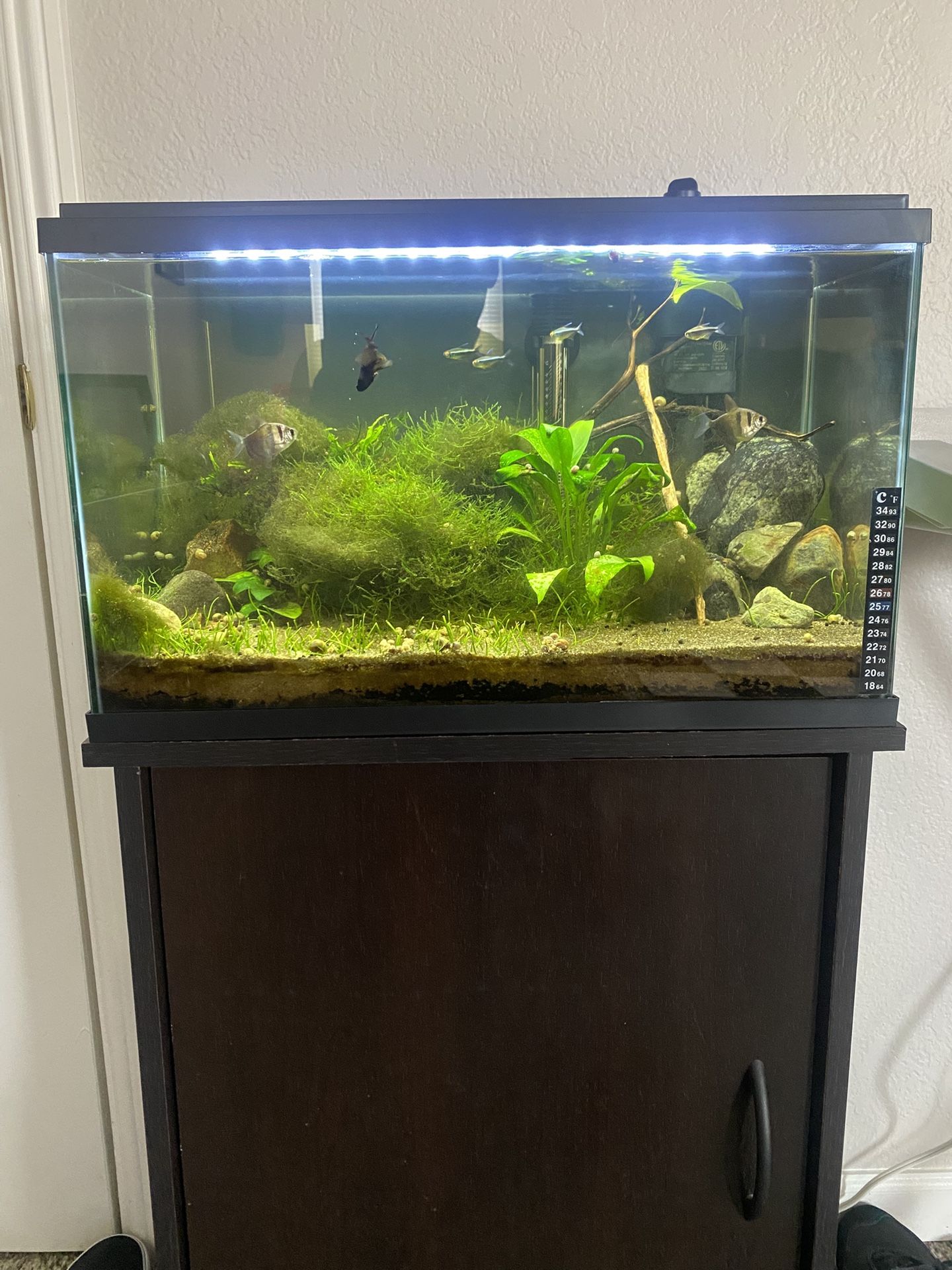 10 Gallon Aquarium With Stand
