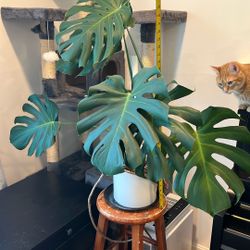 Monstera