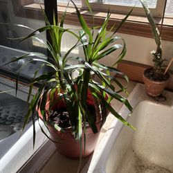 House plant