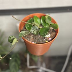 Hoya Mathilde Splash - Live Plant 