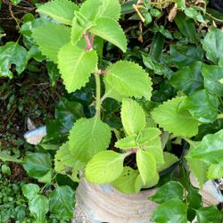 Plantas 