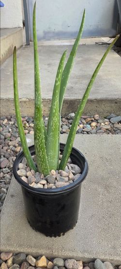 This ALOE VERA PLANT is known for medicinal plant.