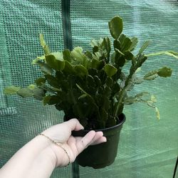 Christmas Cactus - 6”