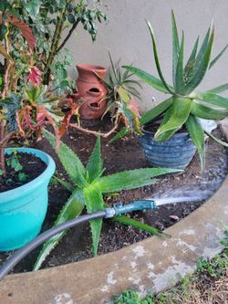 ALOE VERA PLANTS