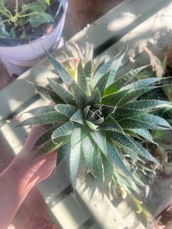 Haworthia Succulent