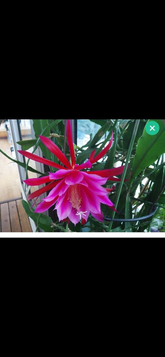 Plant With Pot