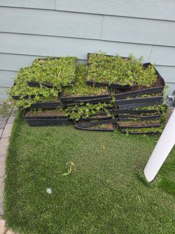 Myoporum groundcover 24 flats