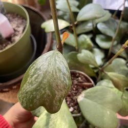 Hoya Kerrii Splash Plants