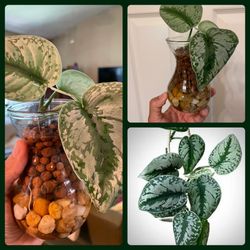 $5 | Plant Cuttings | Scindapsus Exotica | Live House Plants | Glass Vase
