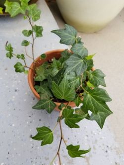 English Ivy Hedera Helix Air Purification Plant