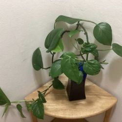 Pothos plant with vase