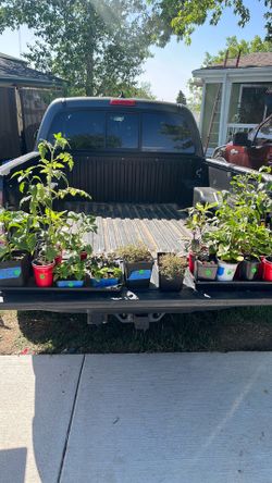 Vegetable plants