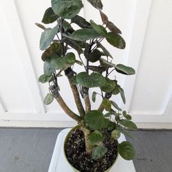 Aralia Fabian Stump Plant 6" Pot - Indoor House Plants 