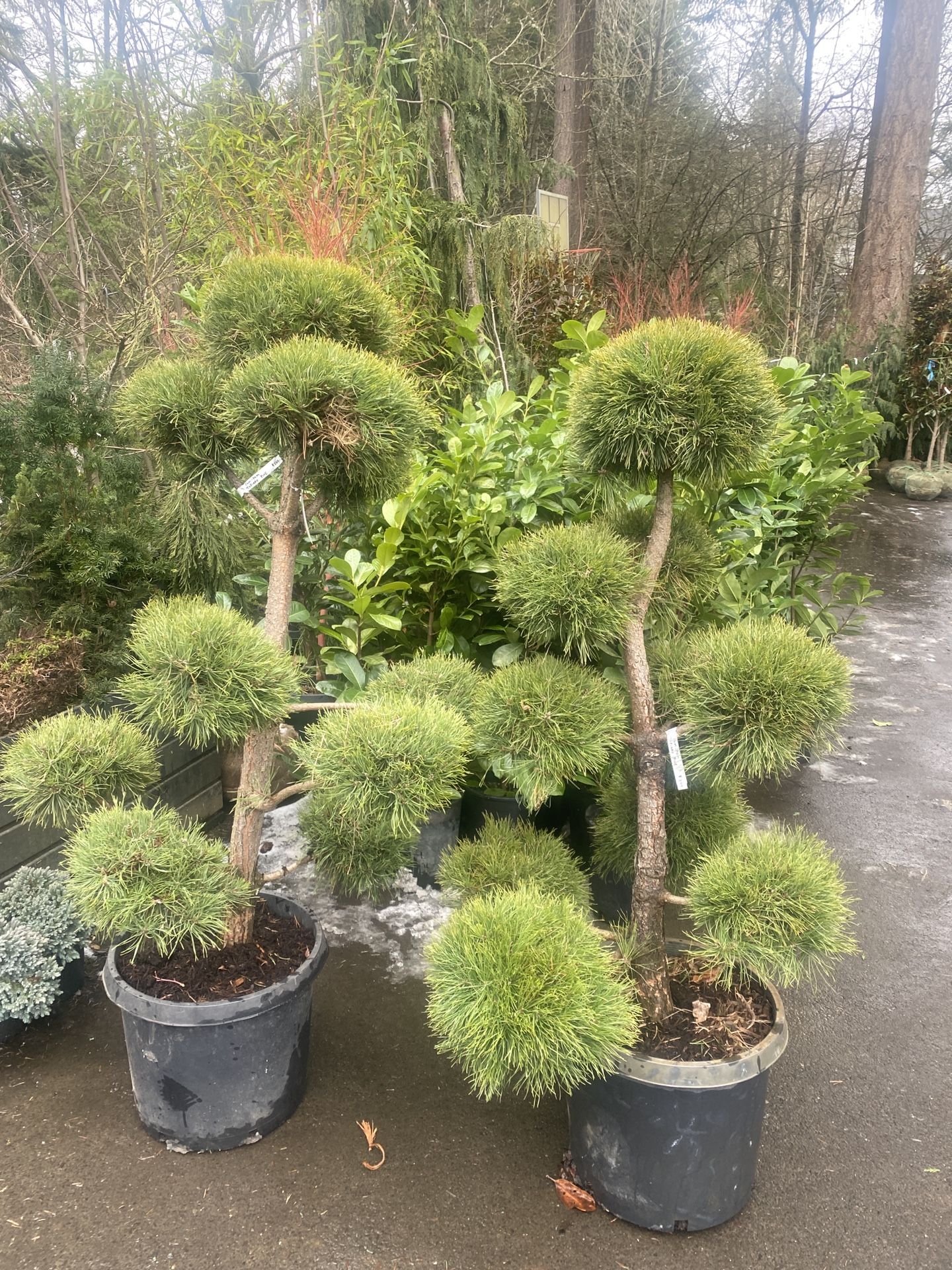 Topiary Pine Trees —
