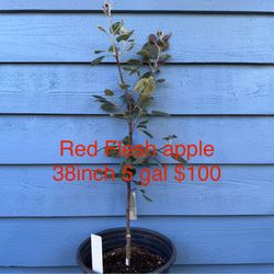 red flesh apple tree