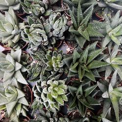 2 Haworthia Succulents 