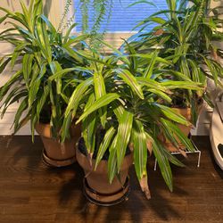 Plants/ Indoor/ No Light Required 