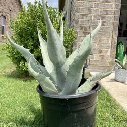 California Blue Agave Americana - 16”-24”