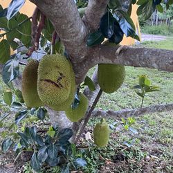 Jack Fruit Need To Be Bought Quickly 100% Ripe!