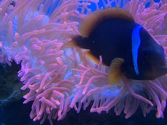 Cinnamon Clown Fish And Anemone 