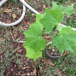 Confederate Rose Plant 