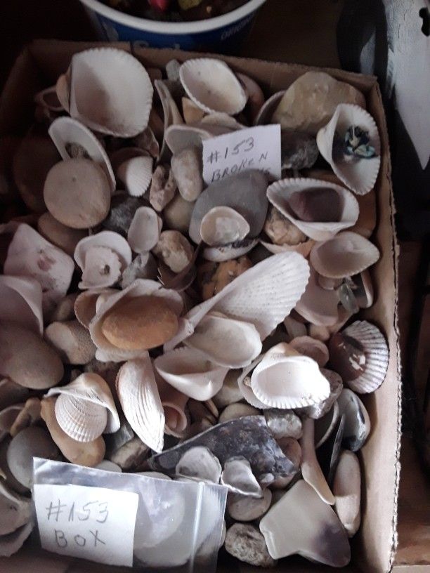 Shell And Rocks For Decorations Or Plants