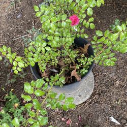 Two Layer Pink Rose Plant, Two Years Old