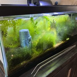 20 Gallon Planted Tank