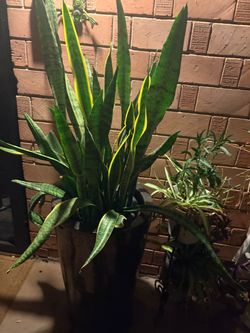 Planta de lengua de suegra