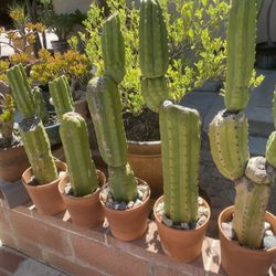 San Pedro Cactus