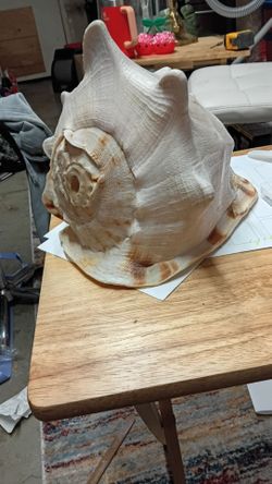 Rare extra large queen helmet conch shell