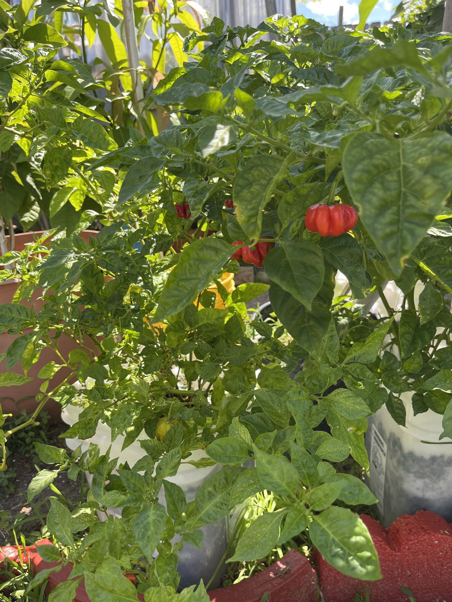 Cachucha - Aji Pepper Plants