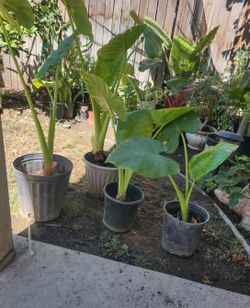 Elephant Ear Plants