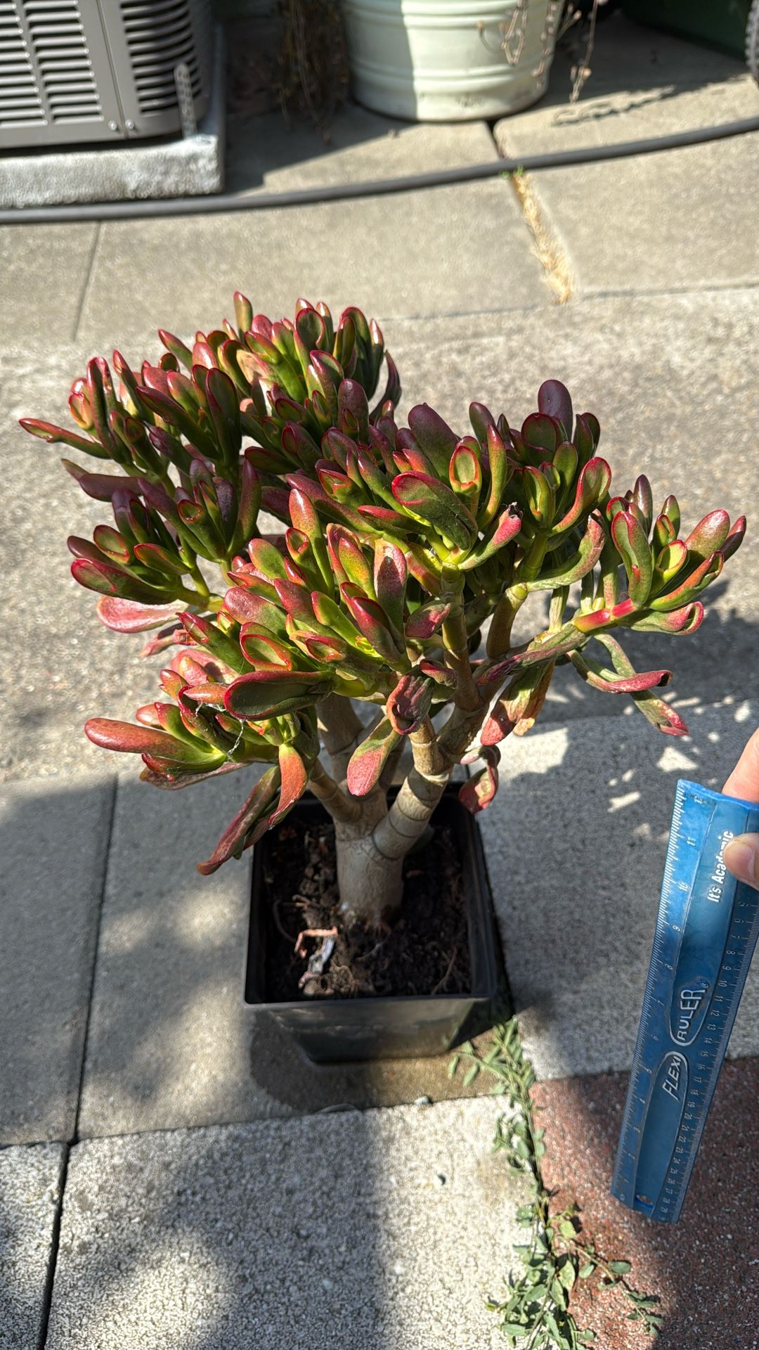 Variegated Crassula Ovata Jade Plant