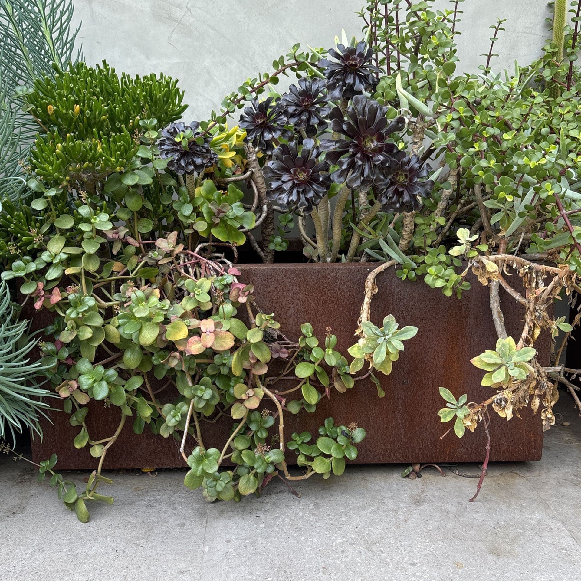 West Elm Metal Pot Plus Plants