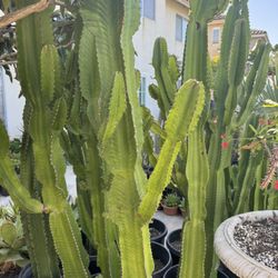 Giant Euphoriba Inges 