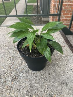 Peace Lily, medium