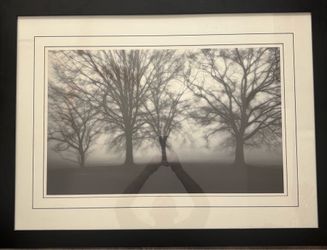 Fog Tree Study