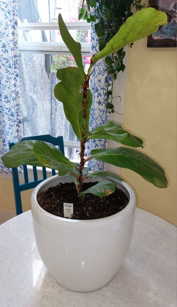$20 Fiddleleaf Fig Plant