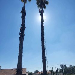 palm and landscape trimeos 