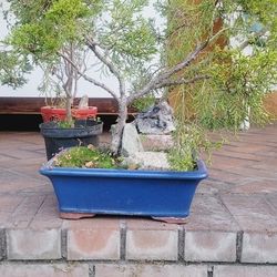 Bonsai Plants 