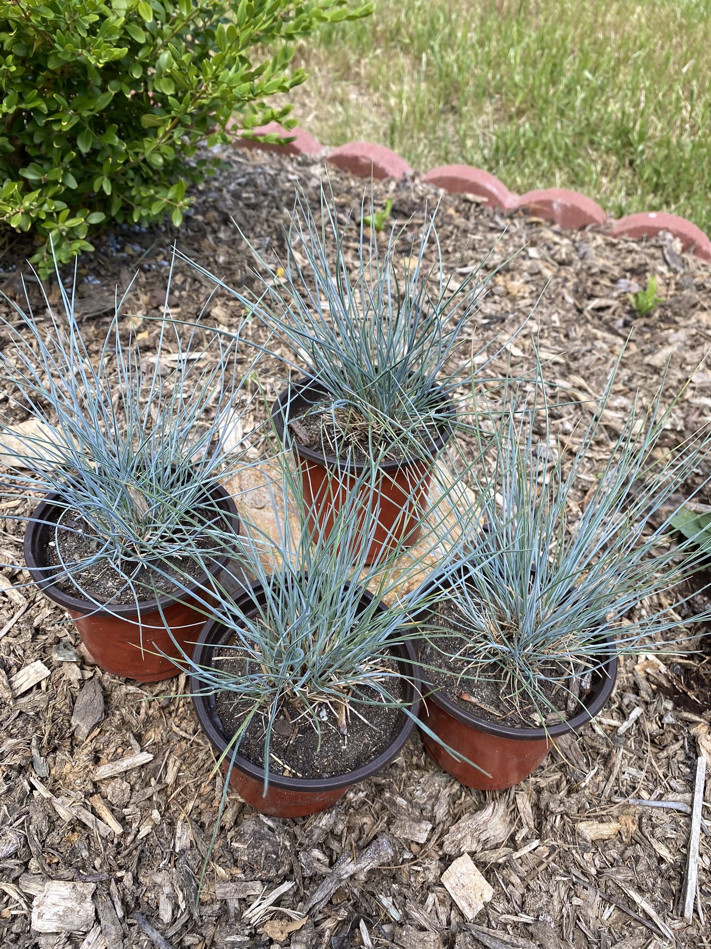 Blue fescue perennial ornamental grass plants