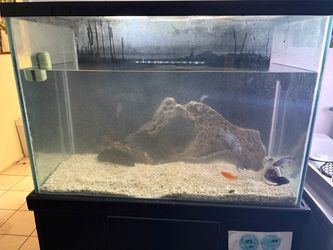 80 gallon fish tank/ Aquarium