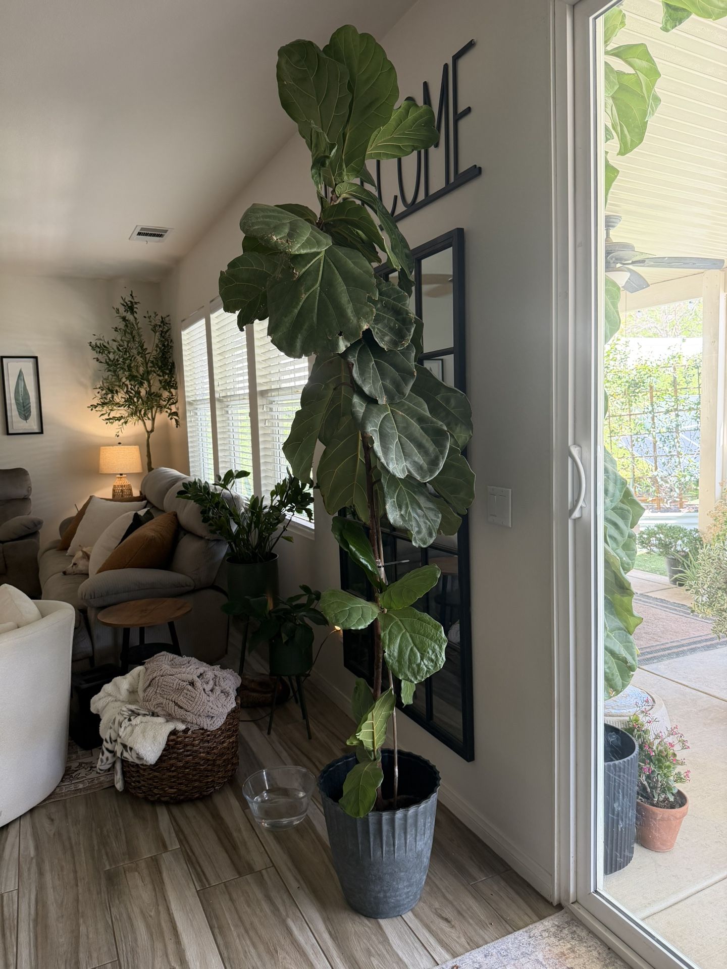 7’8” ft Fiddle Leaf Fig Tree – Large Indoor Plant with Black Pot