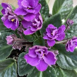 🪴🪴VIOLETA AFRICANA 🪴🪴