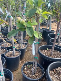 5 Gallon Size- Apple Trees- Fig Trees- Guava Trees- Avocado Trees- Pear Trees- Pomegranate Trees- Plum Trees- Nectarine Trees- Loquat Trees
