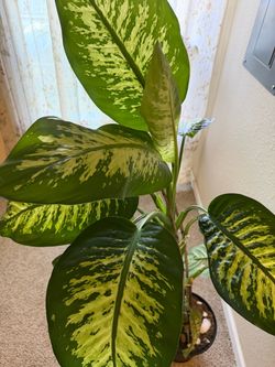 Plant Dieffenbachia