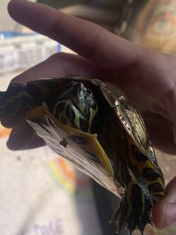 Juvenile Turtle