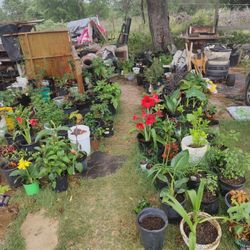 Plant Nursery (Hwy181)