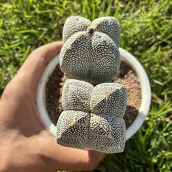 Astrophytum Onzuka V Type Rare Cactus Succulent Plant 